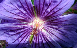Photo of a geranium close-up